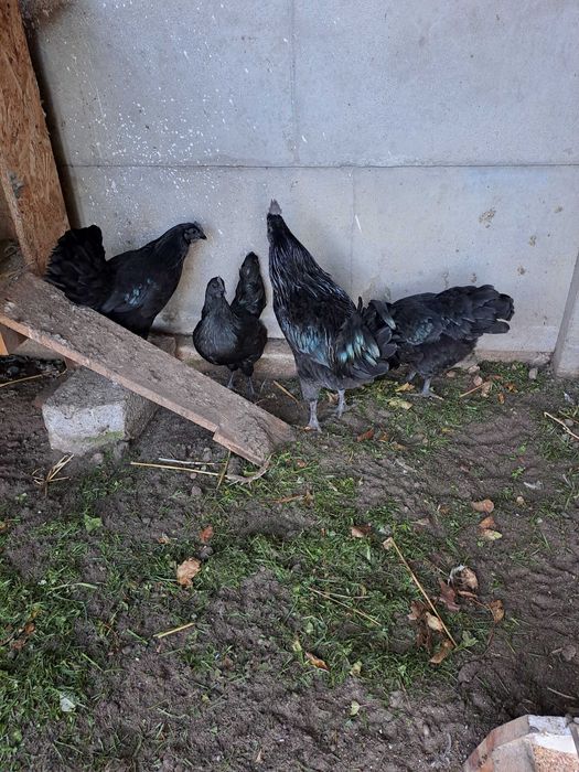 Sprzedam kurke ayam cemani