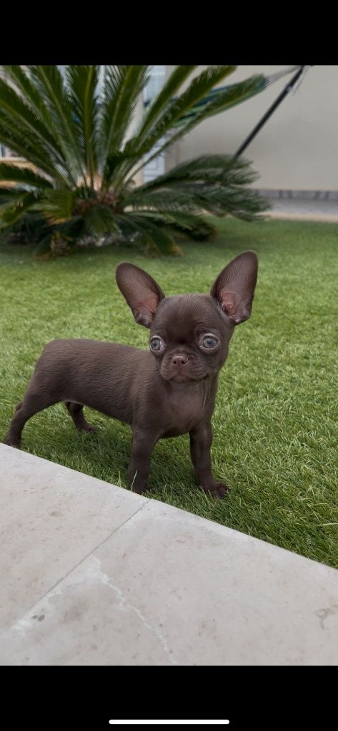 Chihuahua fêmea.. miniatura