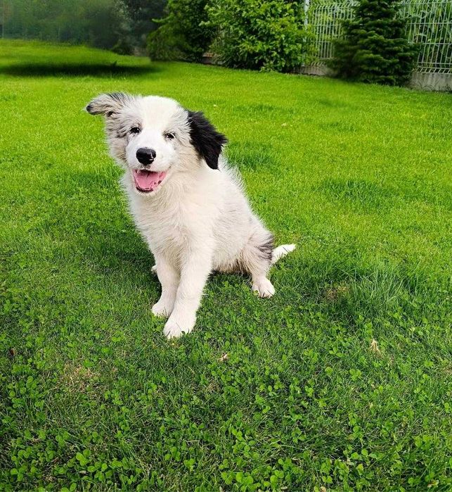 Border Collie ZKwP FCI