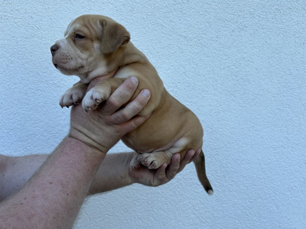 Suczka American Bully ABKC Standard