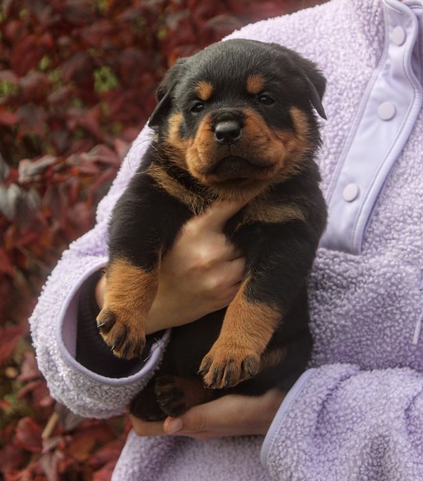 Szczenię Rottweiler, 100% Import Rodowód, Ojciec ADRK - Samiec