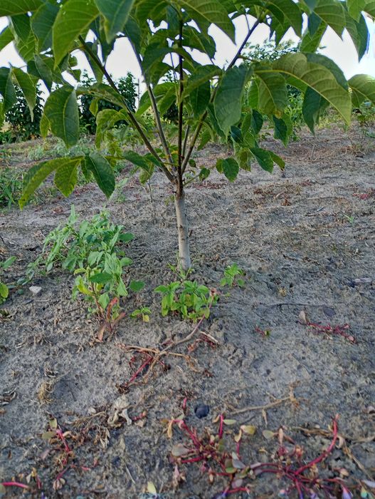 Sadzonki orzecha włoskiego