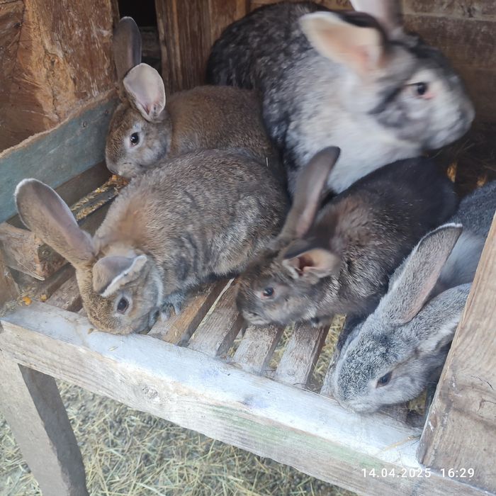 Продам кроликів різних порід