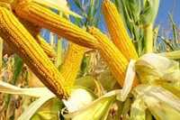 Nasiona kukurydzy 2024 kws kentos