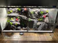 terrarium ze ścianką