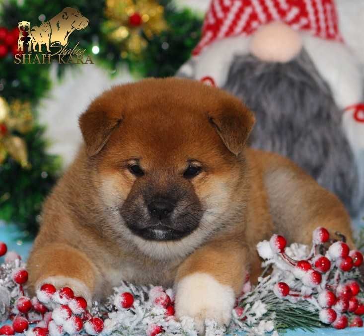 Рудий хлопець шиба/сіба-іну