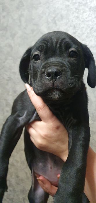 Цуценята Кане-Корсо