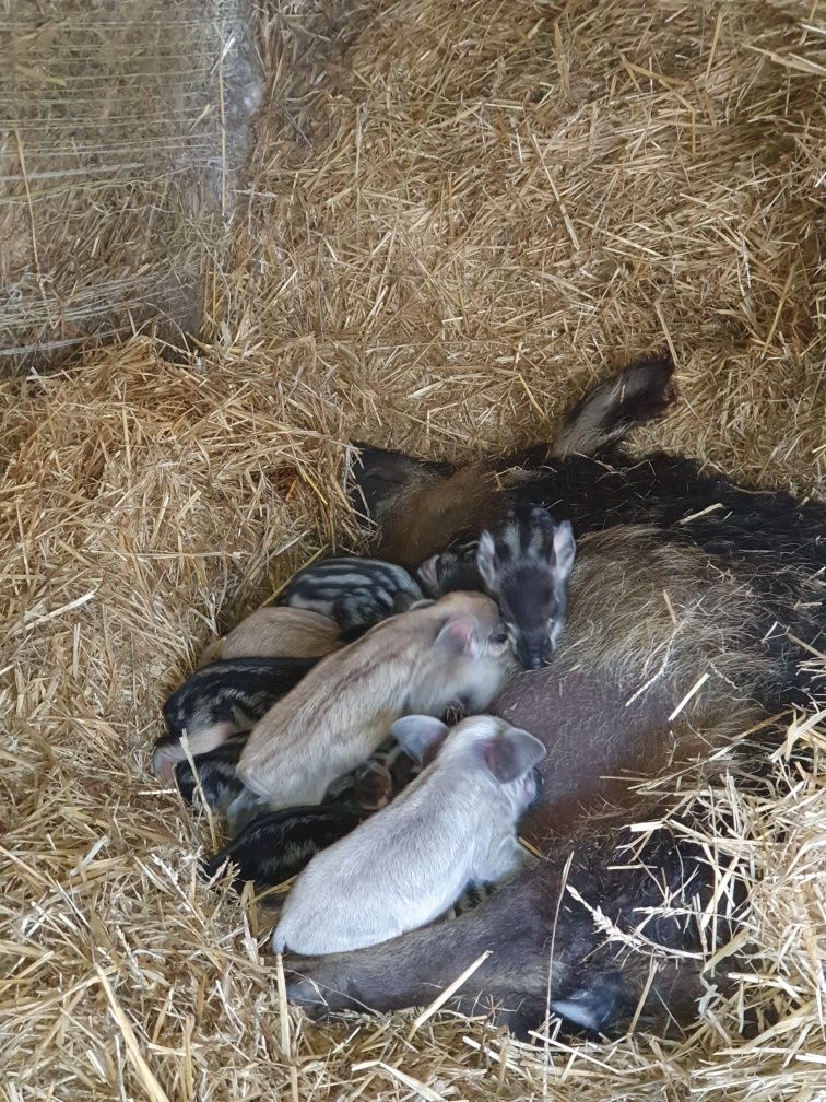 Schab Mangalica  wędzony tradycyjnie