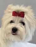 Yorkshire Terrier Golddust. PROMOCJA !!!