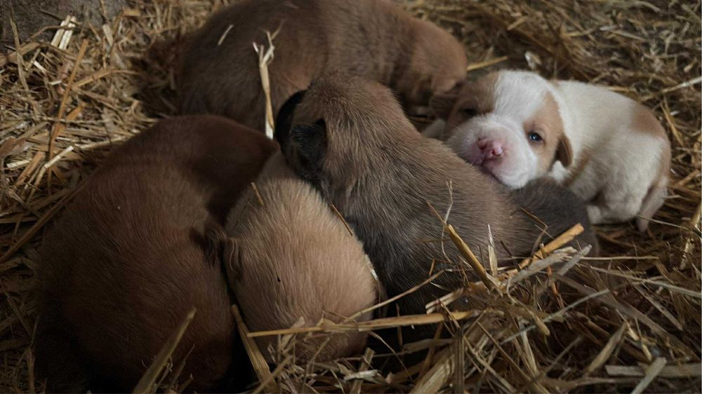 Pies domowy/podwórkowy