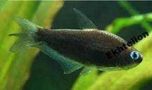 GB Tetra Cesarska Czarna, Błyszczyk Cesarski Czarny