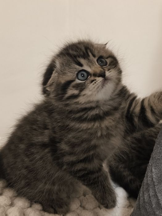 Gatinho Scottish Fold
