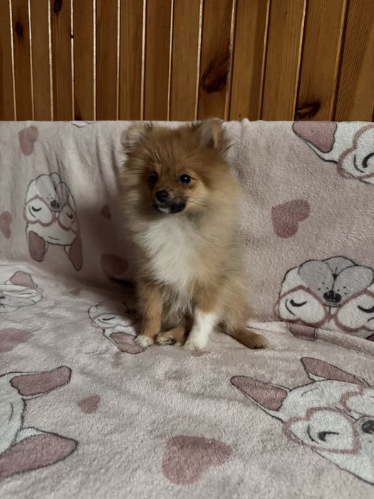 Szpic miniaturowy pomeranian komplet szczepień