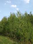 Sadzonki,DrzewaGrab 6-25cm, buk, klon, lipa,brzoza,jesion,olcha,topola