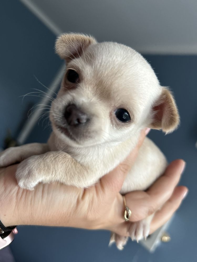 Piesek Chihuahua ecru rodowód