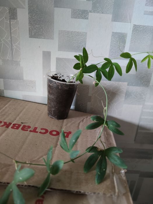 Пассифлора , бугенвиллии разные