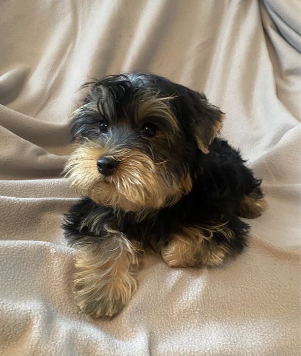 Маленький кавалер