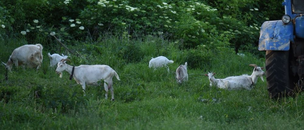 Продам козу дійну