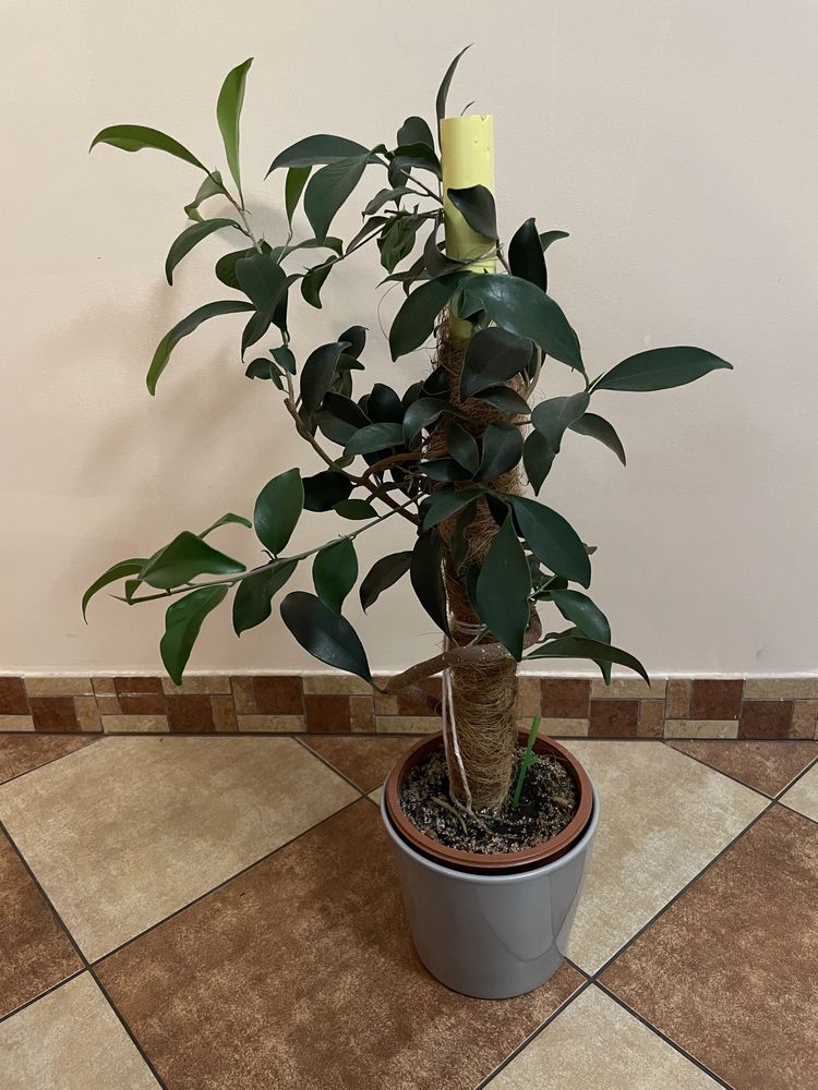 Fikus benjamina figowiec benjaminek 52 cm wlokno kokosa
