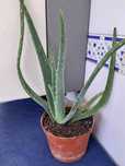 Vendo aloe vera (babosa) em vaso