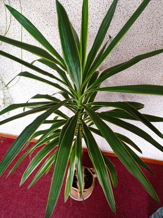 Великі кімнатні рослини пальма 1.80 м, сенсевієрія, фікус..