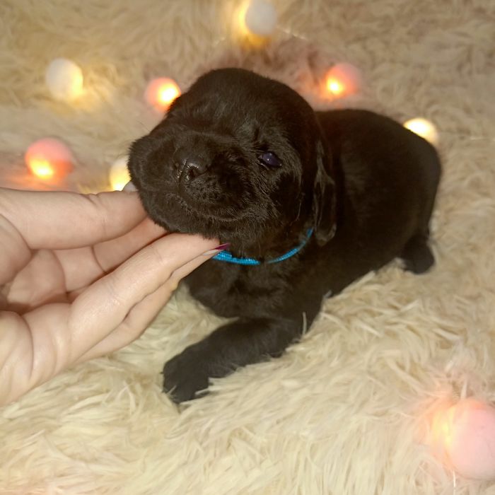 Przepiękny szczeniak labrador po rodzicach wystawowych