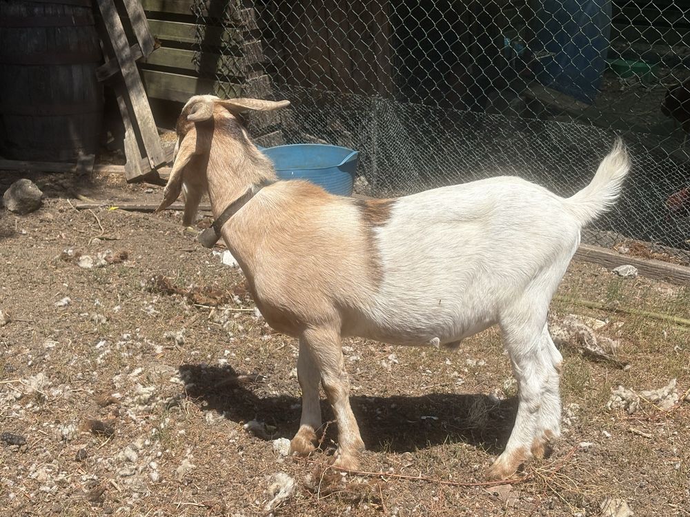 Cabrito Boer Puro