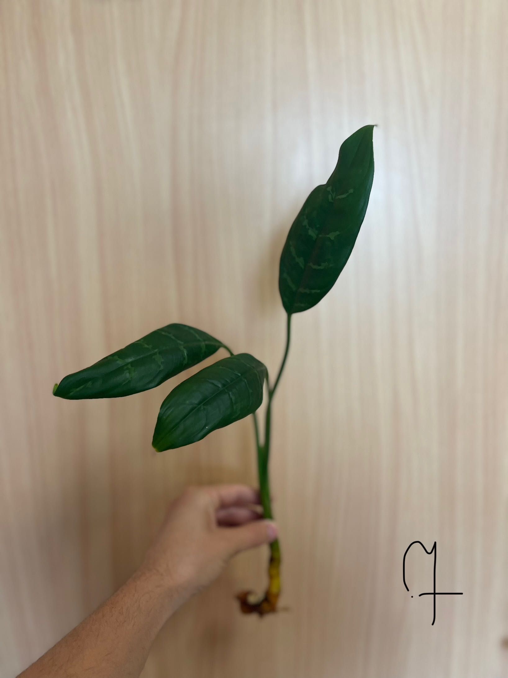 Aglaonema odmiana Botaniczna