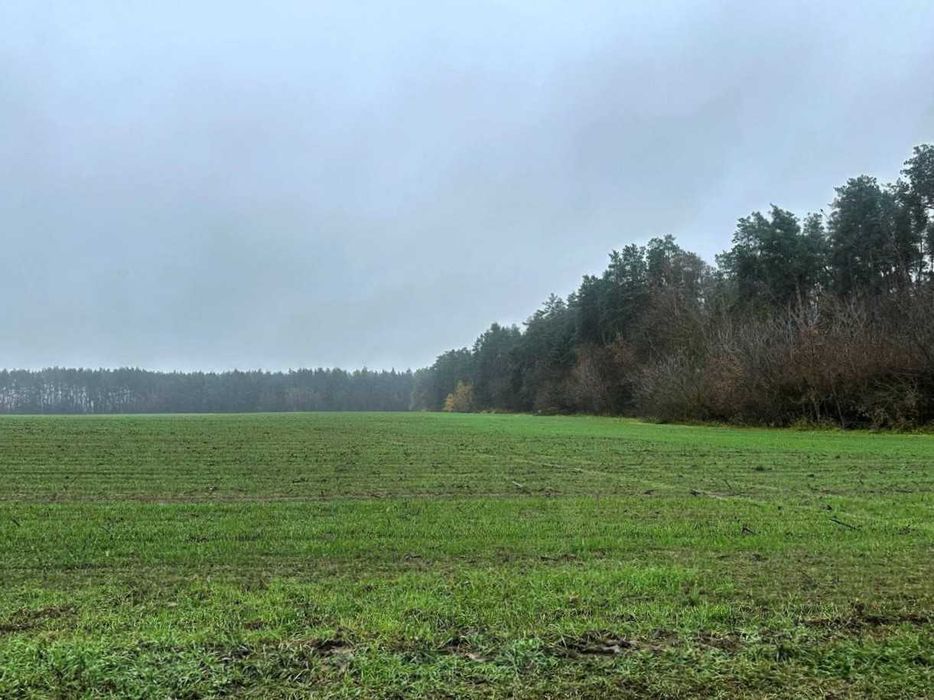 Продаж ділянки 335 соток біля лісу