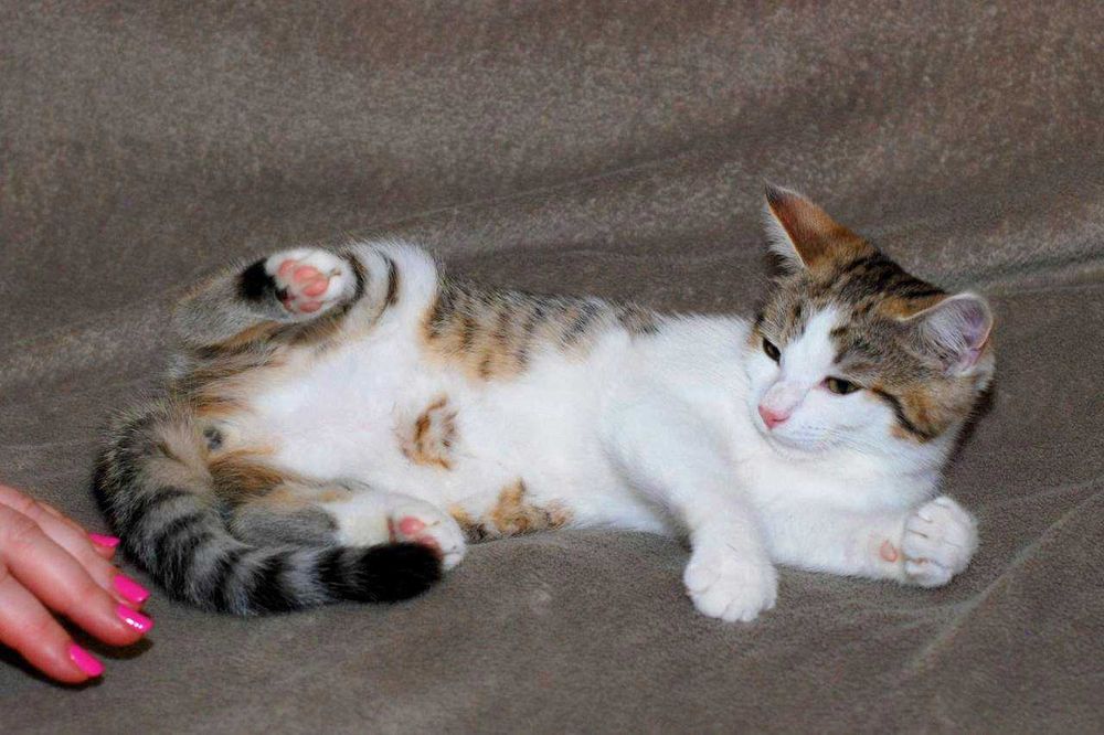 Крошечное сердце ищет дом! Котенок Лямура 3  мес