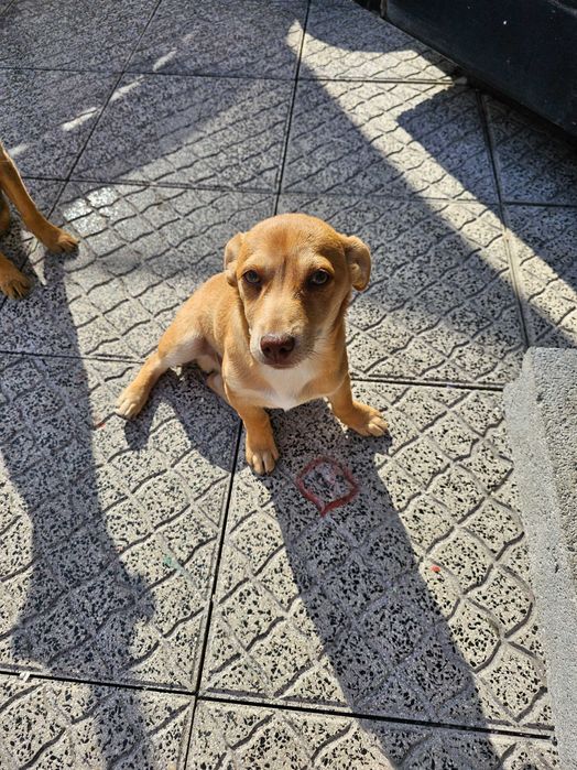Cães para adoção porte pequeno