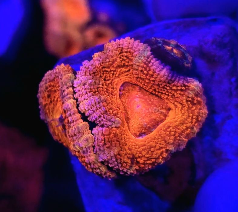 Acanthastrea Red Acans Szczepka WYSYŁKA FLUOLAMPS.PL