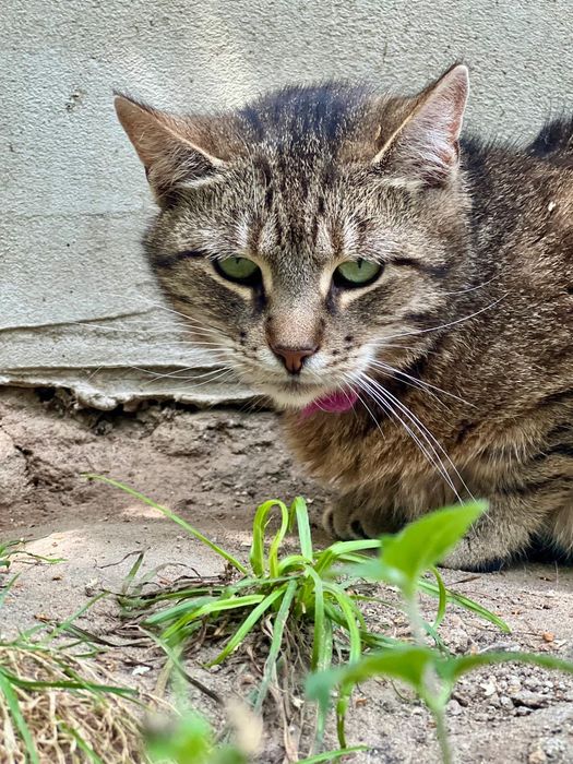 Moli - zielonooka burasia