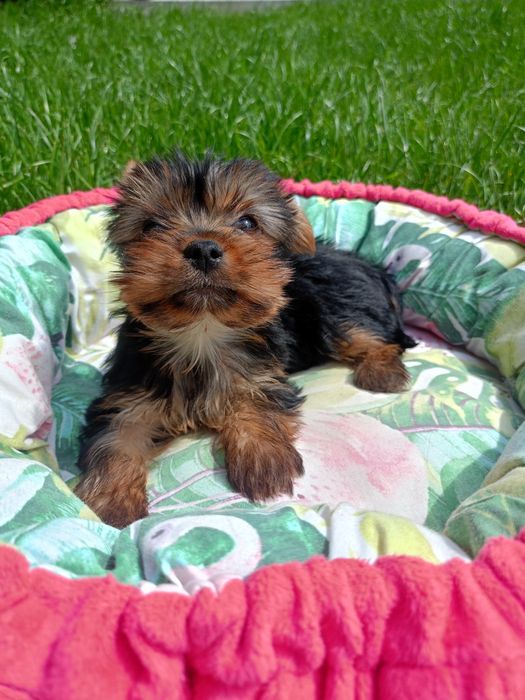 Yorkshire terrier  piesek gotowy do odbioru