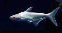 GB Sum rekini albinos (Pangasianodon hypophthalmus)