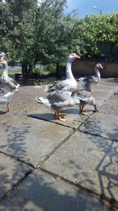 Продам ,живым весом ,домашних,гусынь на развод ,обмен