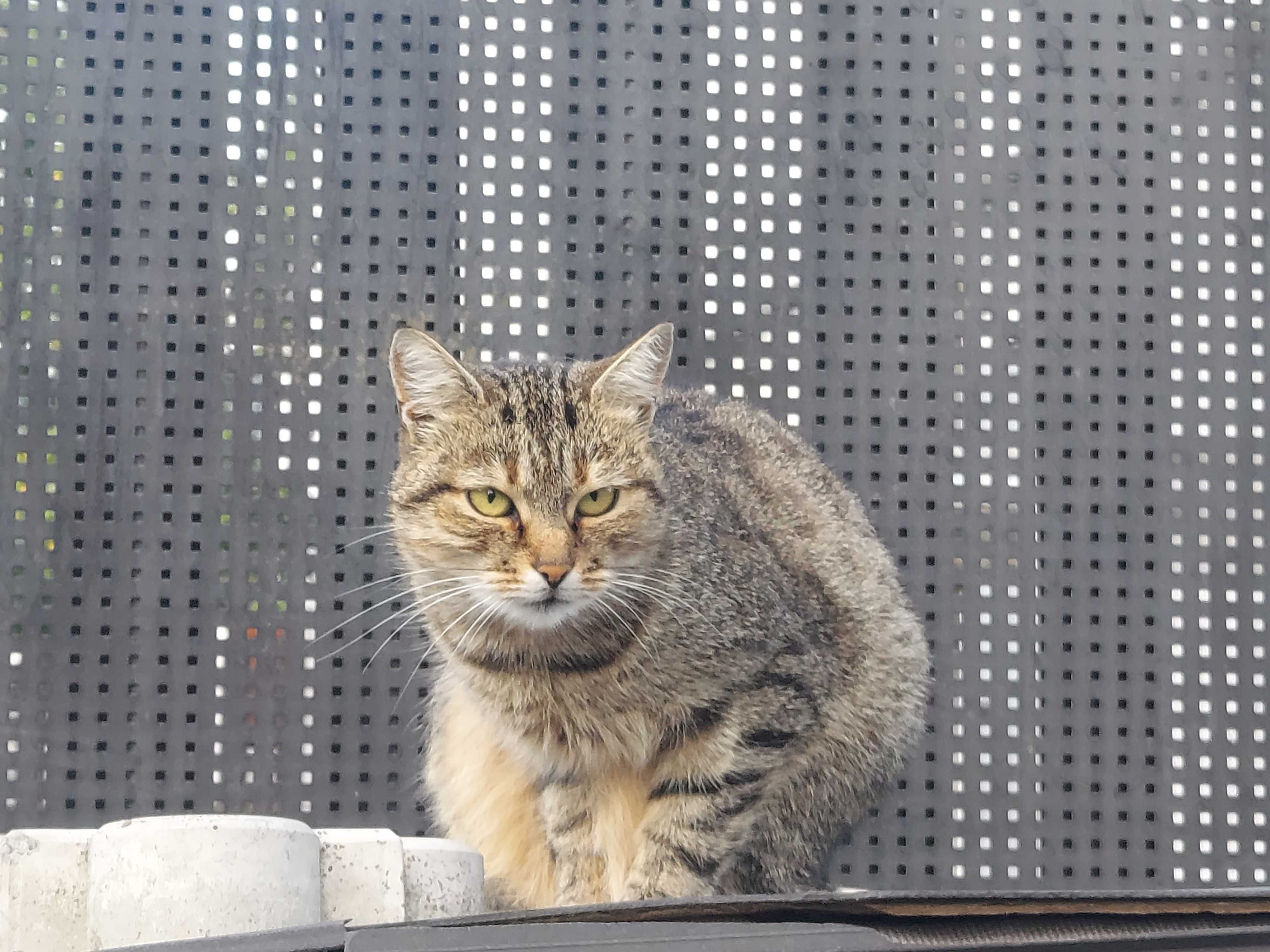 Коти, кішки 1.5 річні в добрі руки