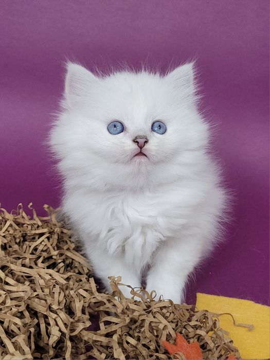 Британські кошенята срібляста шиншила поінт