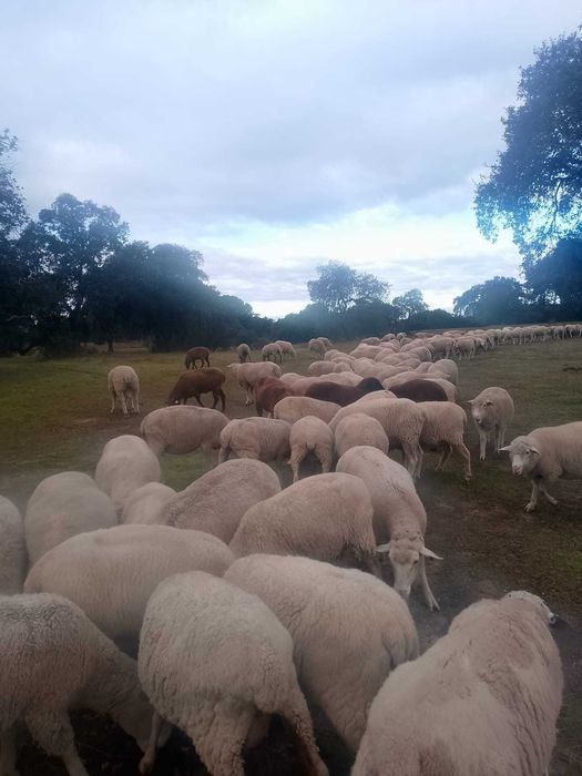 Ovelhas Para Venda