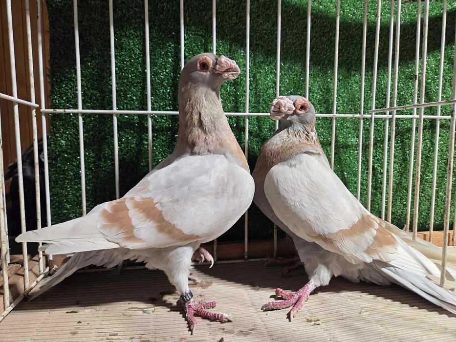 Dragon, Gołębie Ozdobne