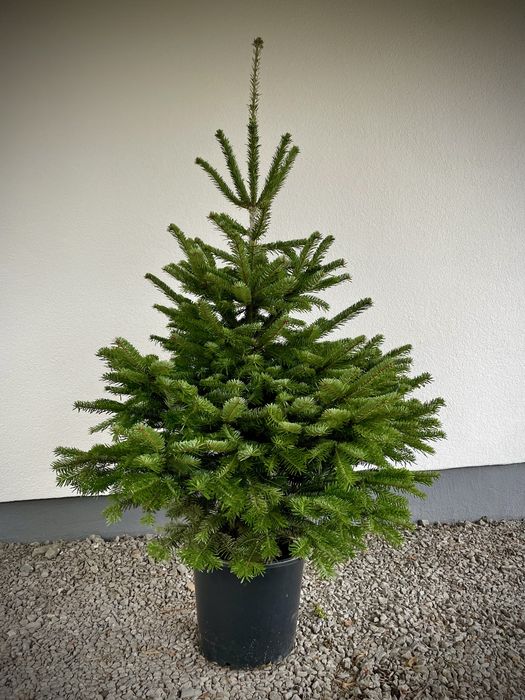 Jodła kaukaska w donicy 80–250 cm | Żywe choinki świąteczne