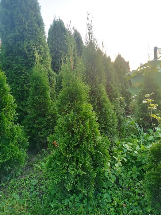 Ялівці блю ерров та туї  смарагд