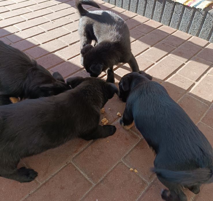 Oddam szczeniaki (2 suczki) 11 tygodniowe