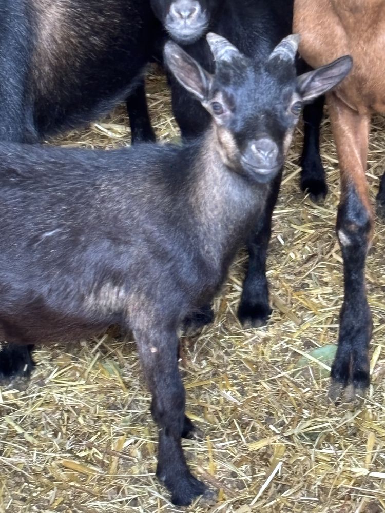 Cabrito  micro anão