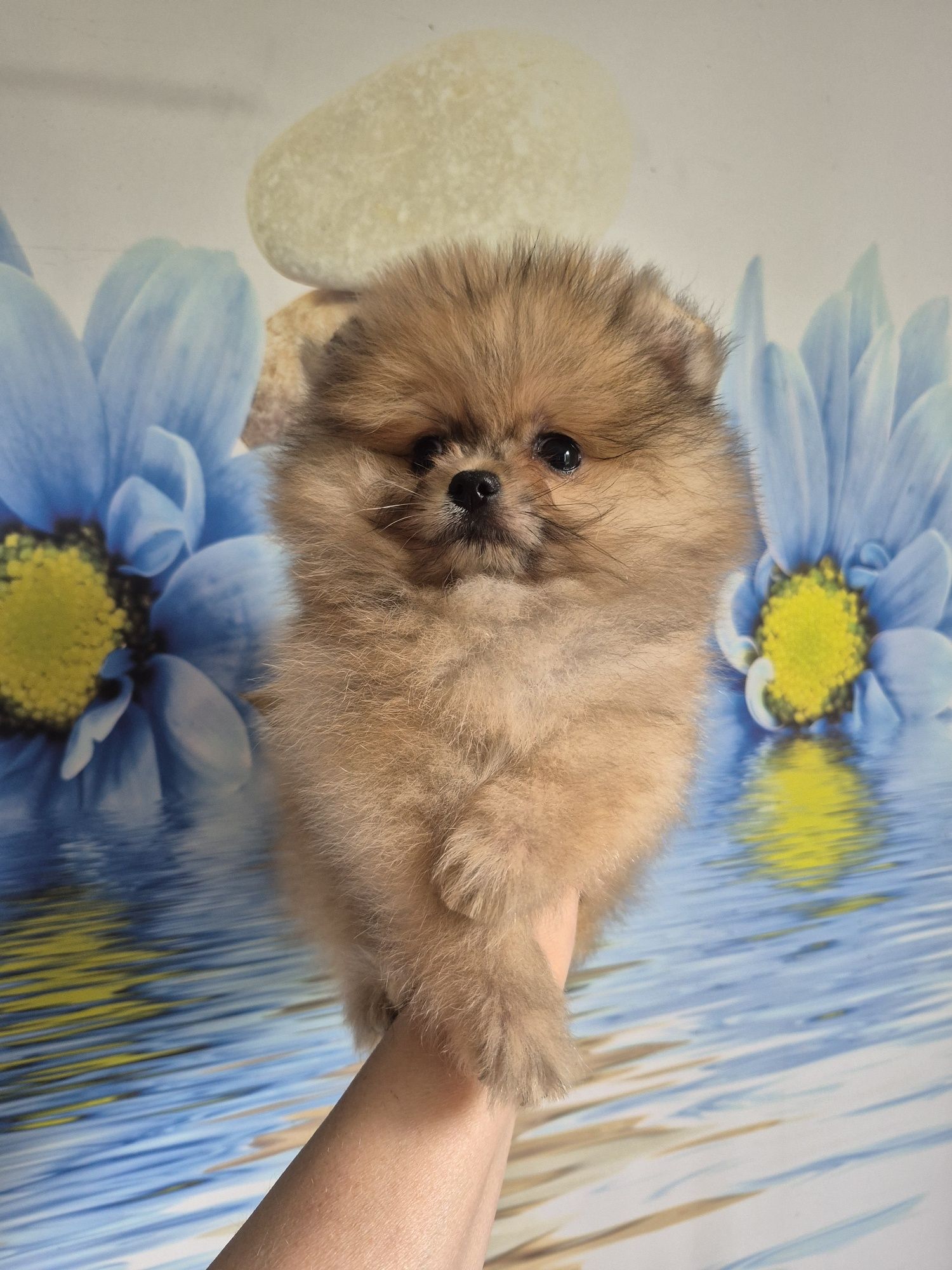 Pomeranian 100%. Boy. Cream sable color