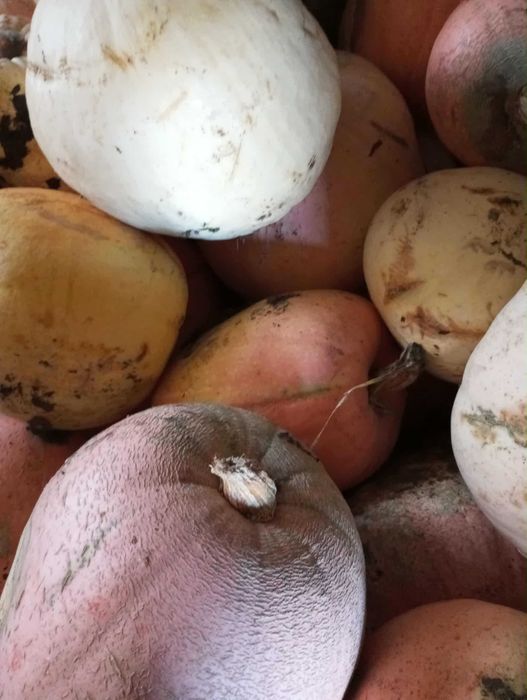 Dynia odmiana bambino