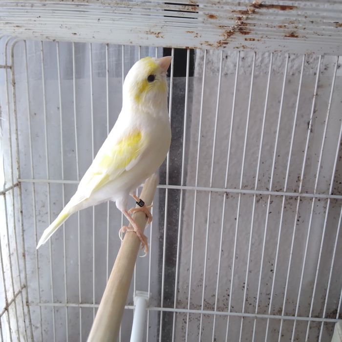 Canárias  Canárias