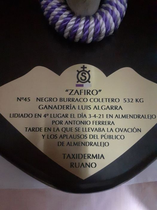 Lindo touro espanhol