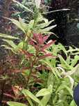 Rotala rotundifolia colorata - roślina akwariowa