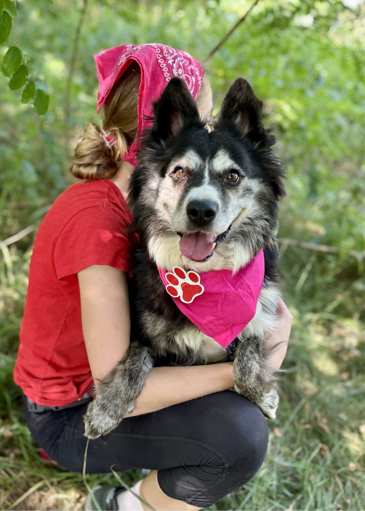 Hawana w typie husky do adopcji